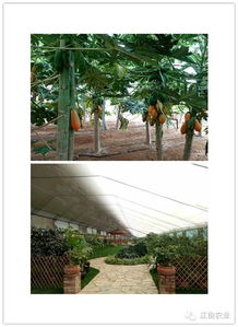 綠色純天然老少皆宜的大櫻桃,開(kāi)始采摘了