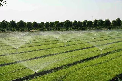 發(fā)展有機農(nóng)業(yè)是食品安全和營養(yǎng)改善的根本保障