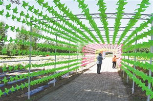 九龍?zhí)渡鷳B(tài)園 綠水青山間的振興之路，讓貧困戶成為旅游產(chǎn)業(yè)的最大受益者