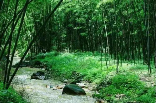 尋梅記 陸河第五屆梅花節，盡享竹林與九龍潭生態園超值一日游